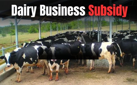 Dairy Business Subsidy Scheme: Dairy Business Owners in This State Are in Luck, Government to Provide ₹5 Crore Subsidy