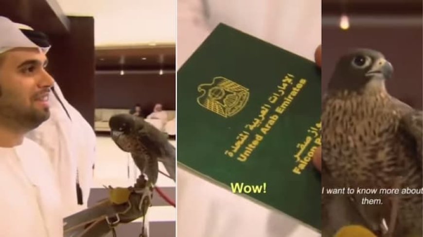 A Majestic Passenger: Man Flies with Falcon on UAE Flight, Bird with its Own Passport