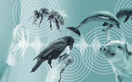 New AI-Focused Centre to Decode Animal Consciousness and “Translate” Pet Feelings