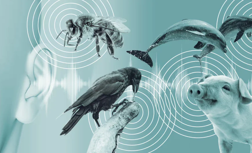 New AI-Focused Centre to Decode Animal Consciousness and “Translate” Pet Feelings