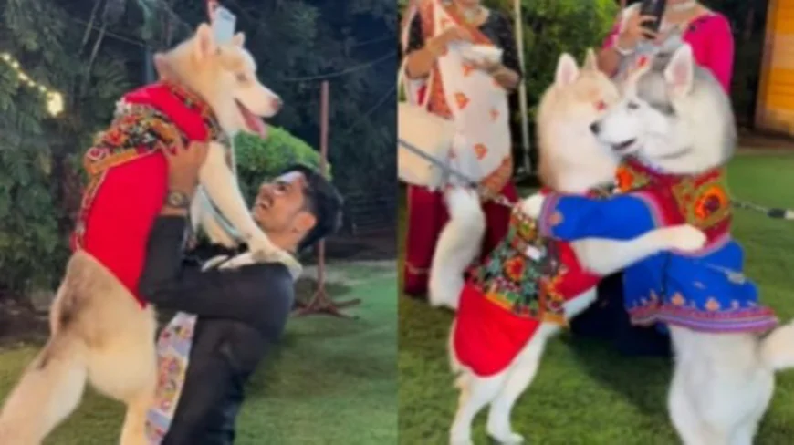 Navratri in Ahmedabad Sees Pet Dogs Dressed in Traditional Outfits Join Owners for Garba Celebrations