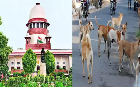 A Safer Public Space: Supreme Court Orders Removal of Stray Dogs from Schools, Hospitals and Transport Hub