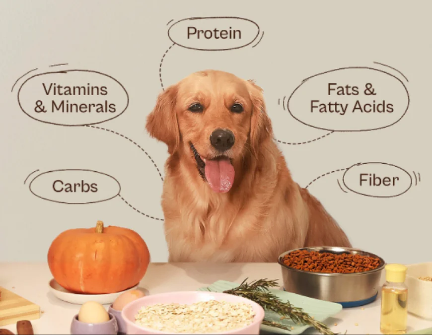 Reliance’s Bold Bow-Wow Move: Undercutting Rivals with Cheap Pet Food