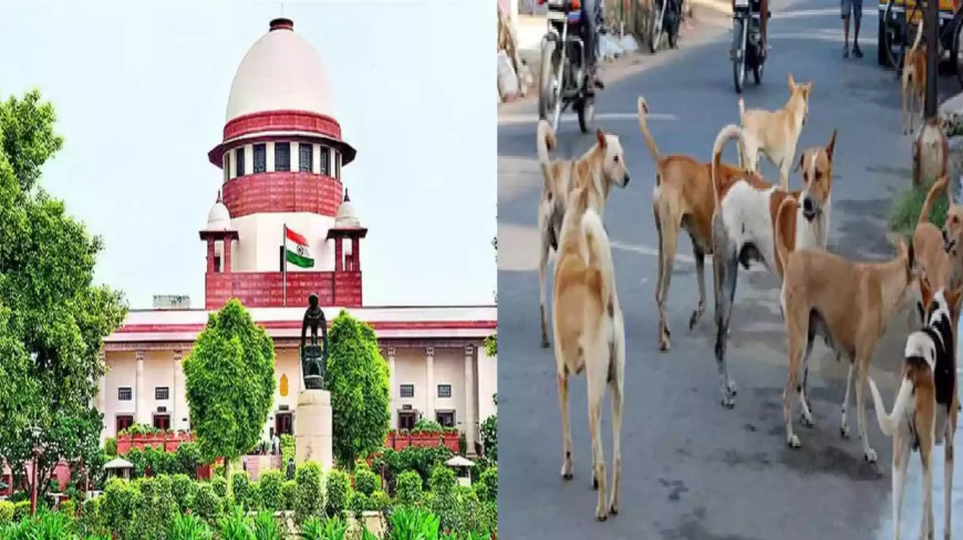 A Safer Public Space: Supreme Court Orders Removal of Stray Dogs from Schools, Hospitals and Transport Hub
