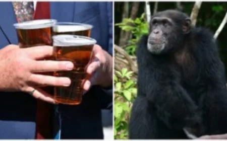 The Ancient Thirst We Inherited: How Our Primate Past Shapes Today’s Love for Alcohol