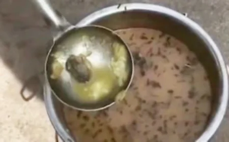 A Jarring Reminder of Neglect: Dead Frog Discovered in MP School Midday Meal