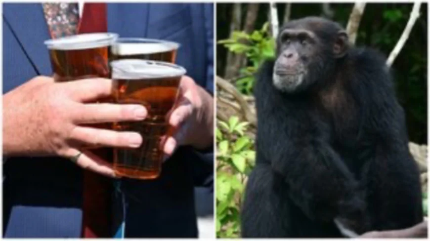 The Ancient Thirst We Inherited: How Our Primate Past Shapes Today’s Love for Alcohol