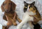 Pet Care Tips for February: 5 Ways to Show Your Pet Extra Love