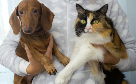 Pet Care Tips for February: 5 Ways to Show Your Pet Extra Love