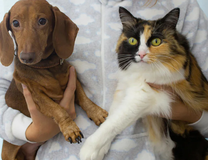 Pet Care Tips for February: 5 Ways to Show Your Pet Extra Love